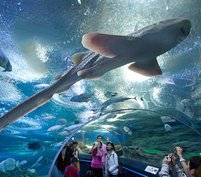 Aquarium Underwater World