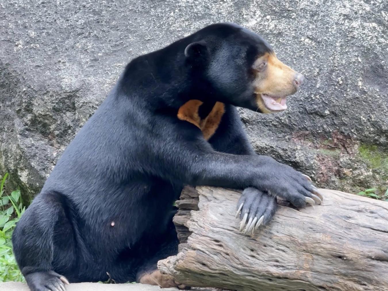 Zoo de Khao Kheow avec déjeuner