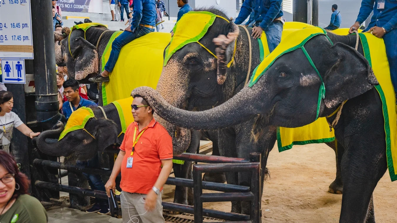 Nong Nooch y show de serpientes