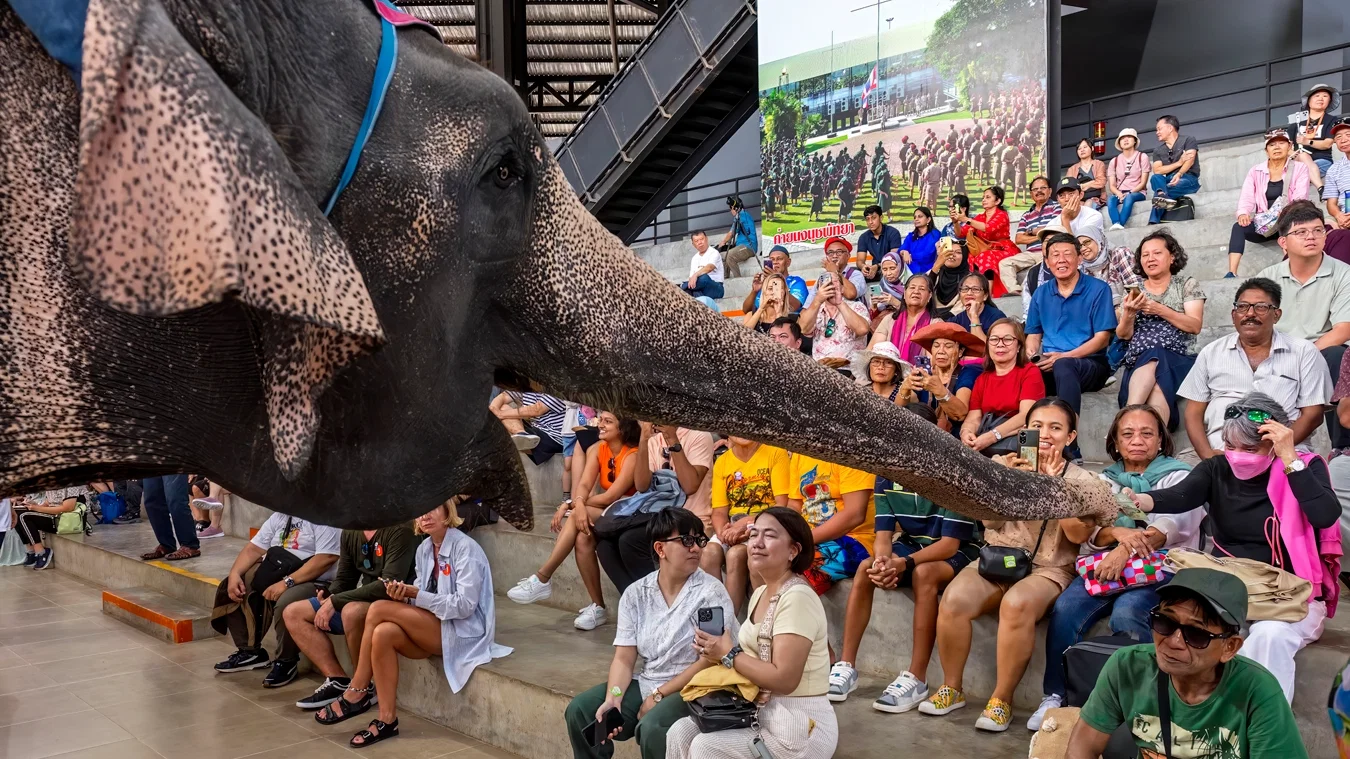 Nong Nooch y show de serpientes