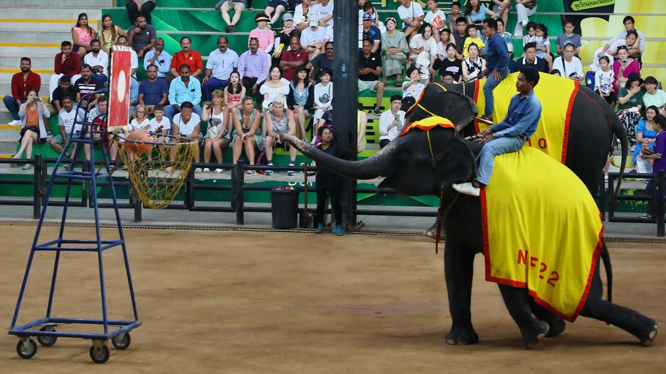 Nong Nooch y show de serpientes