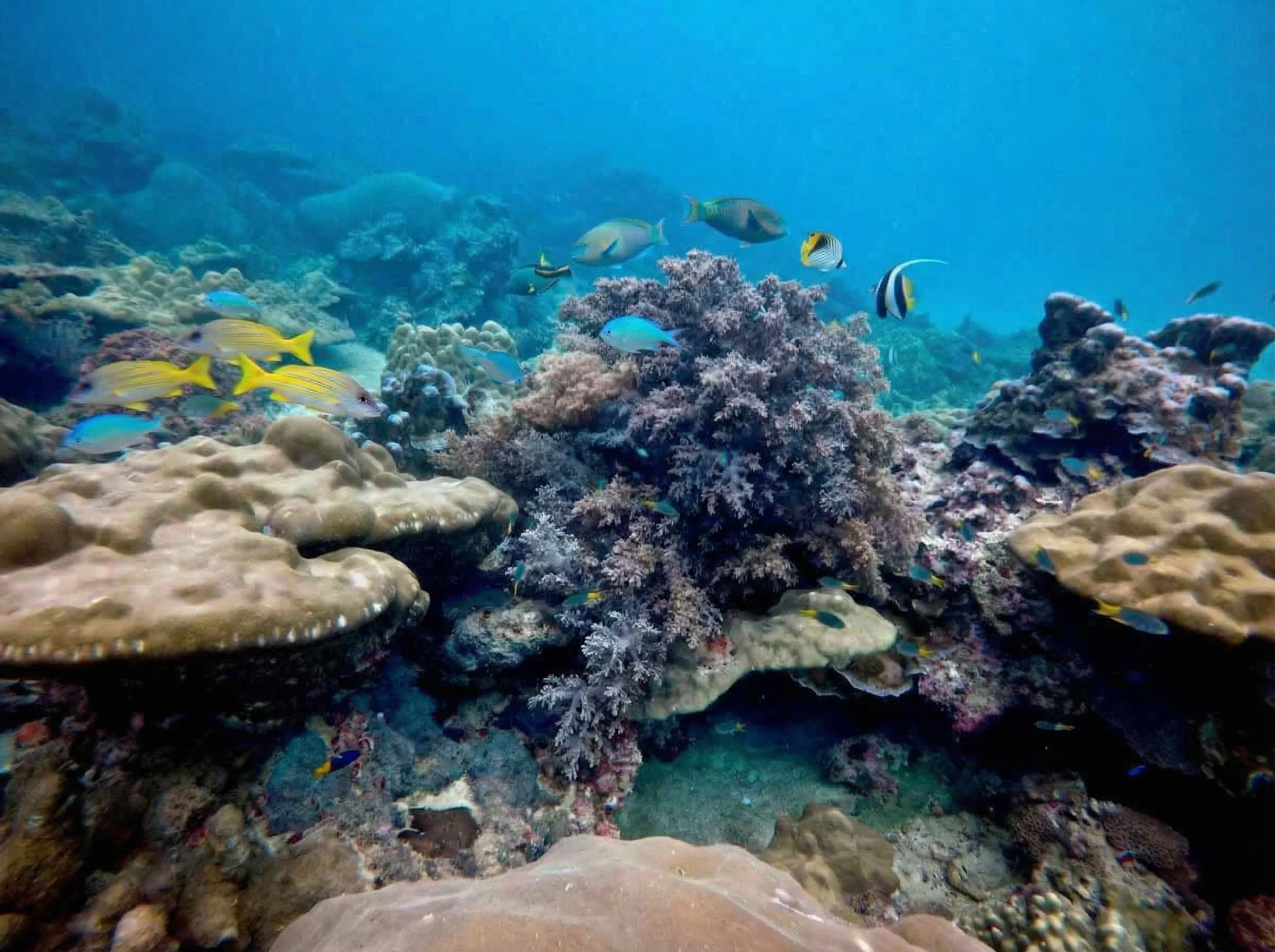 Maiton Island Reef - Koh Mai Thon Reef